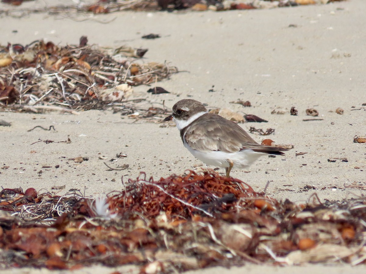 Semipalmated Plover - ML623218249