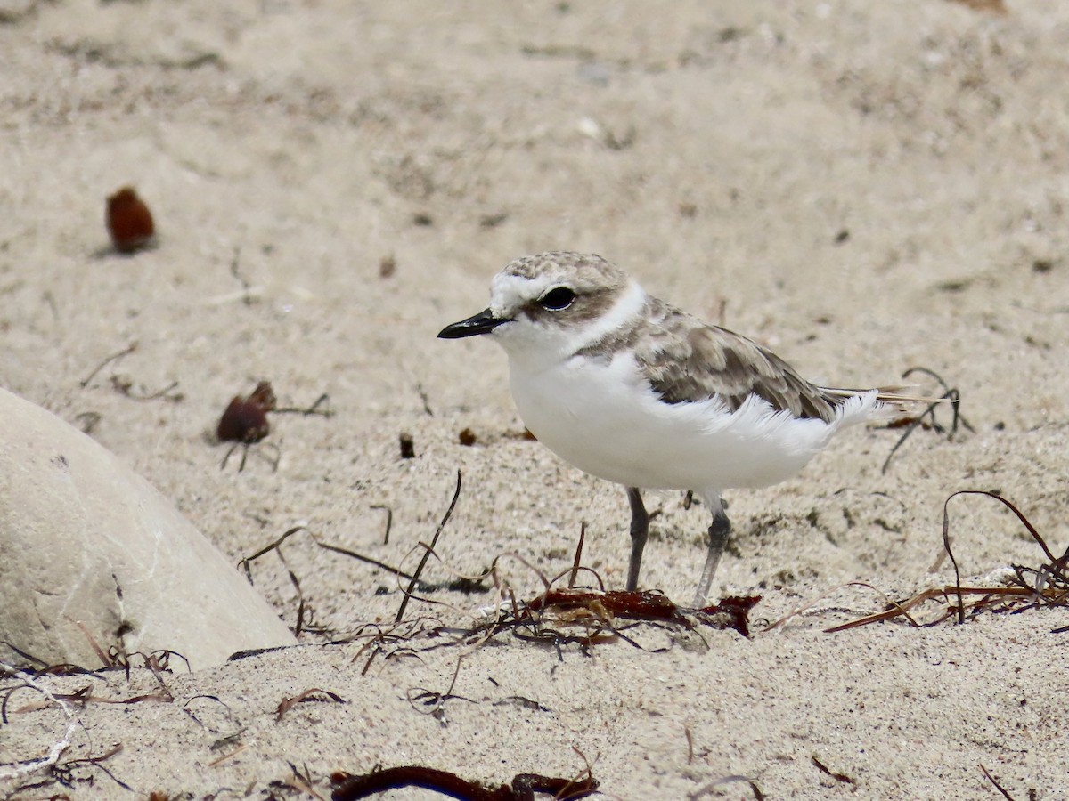 Snowy Plover - ML623218264