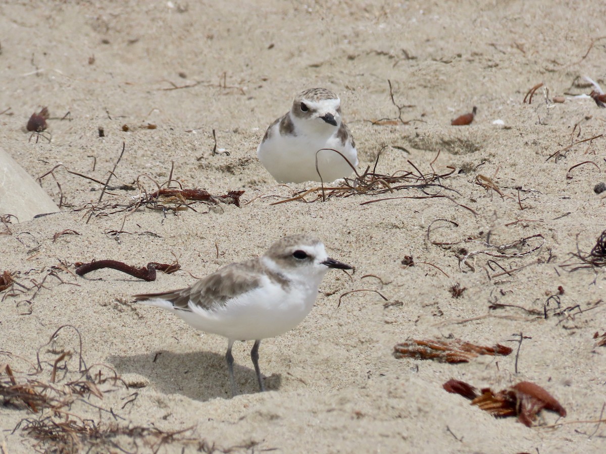 Snowy Plover - ML623218265