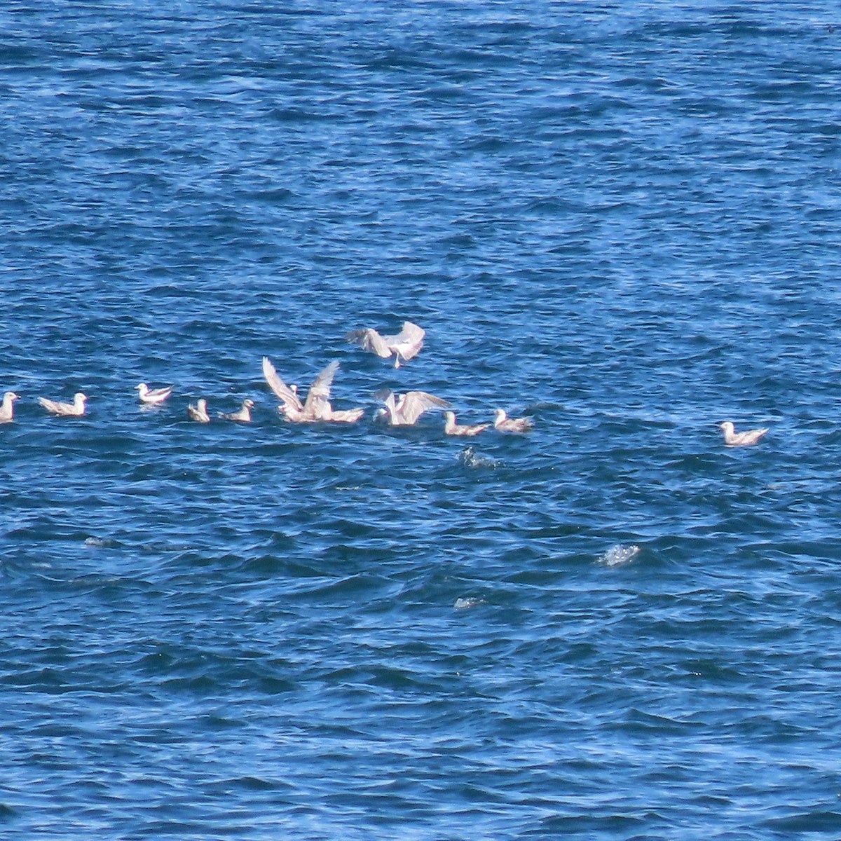 Glaucous-winged Gull - Karen Lintala