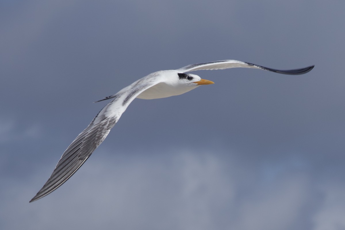 Royal Tern - ML623218325