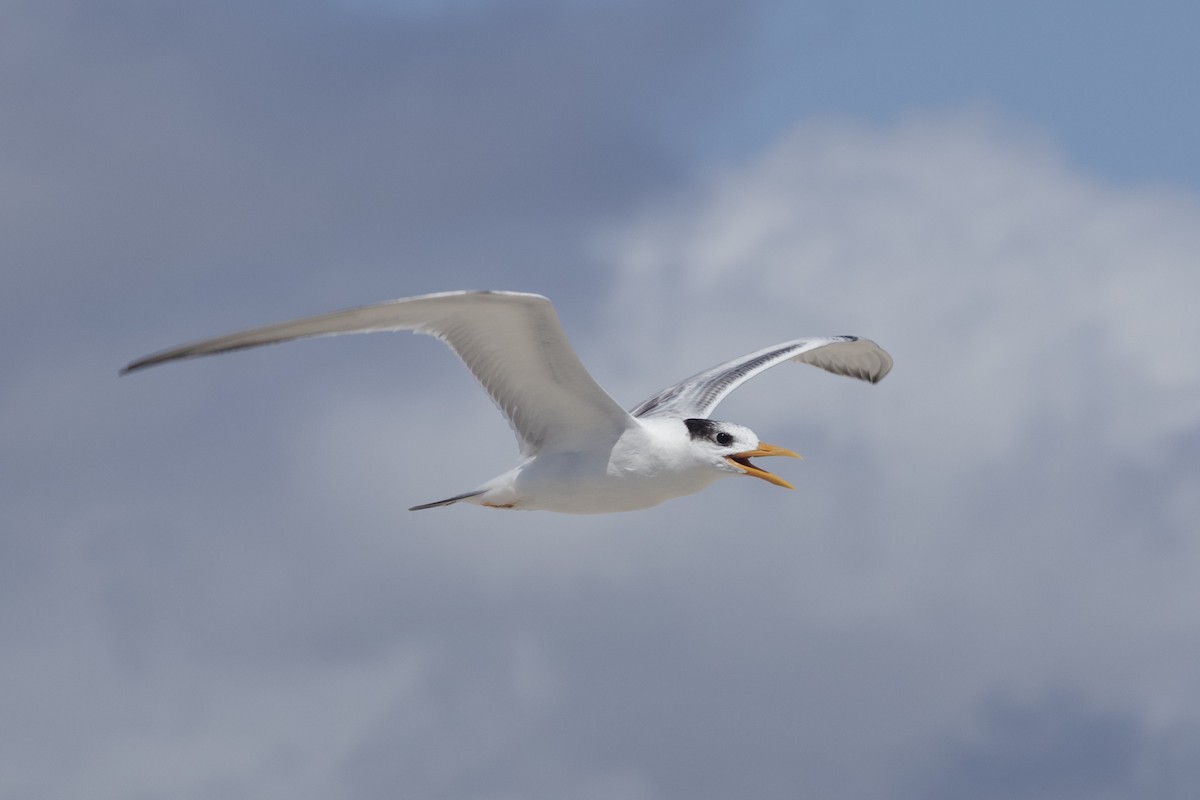 Royal Tern - ML623218326