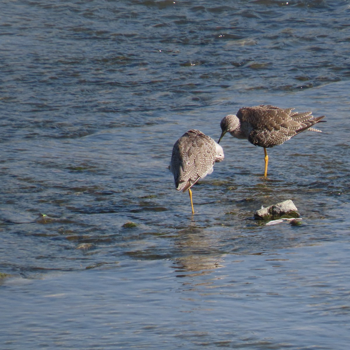 Lesser/Greater Yellowlegs - Brian Nothhelfer