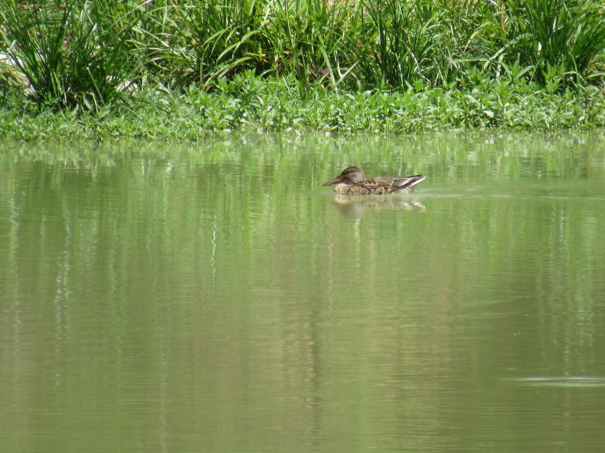 Canard souchet - ML623218341