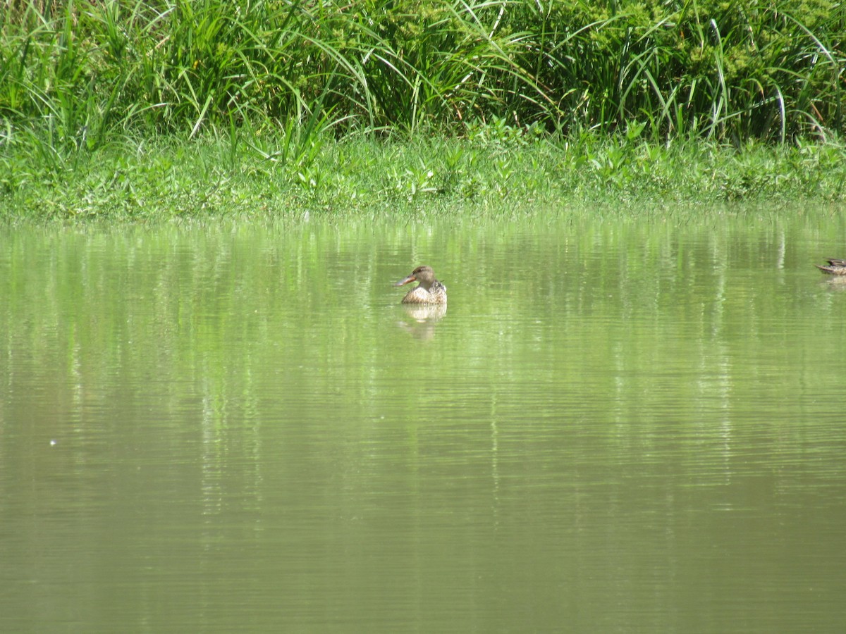 Canard souchet - ML623218342