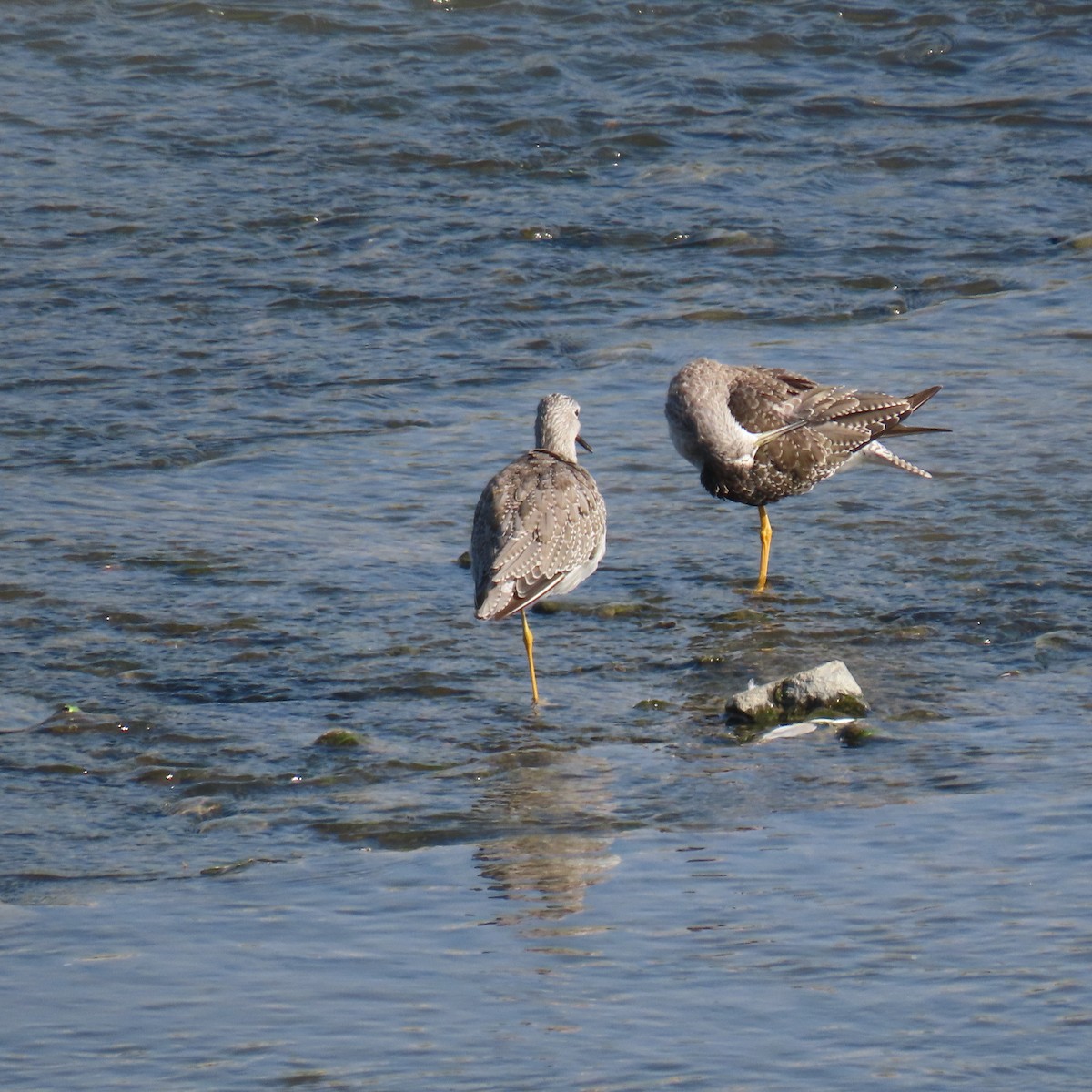 Lesser/Greater Yellowlegs - Brian Nothhelfer