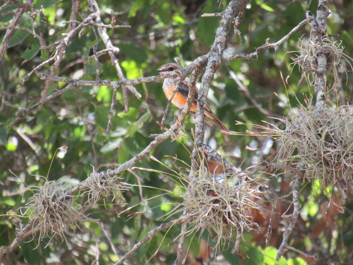 Vermilion Flycatcher - ML623218367