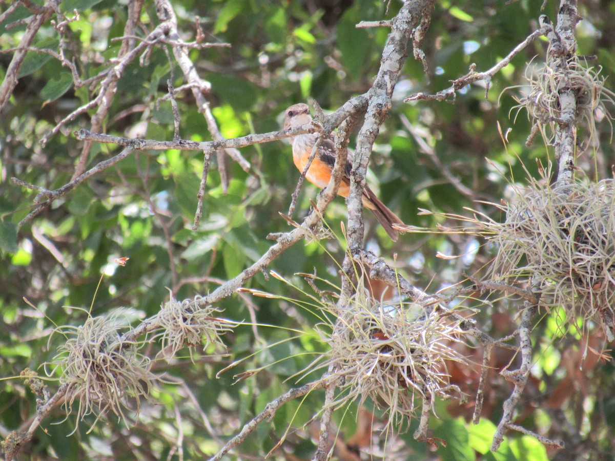 Vermilion Flycatcher - Joe F.