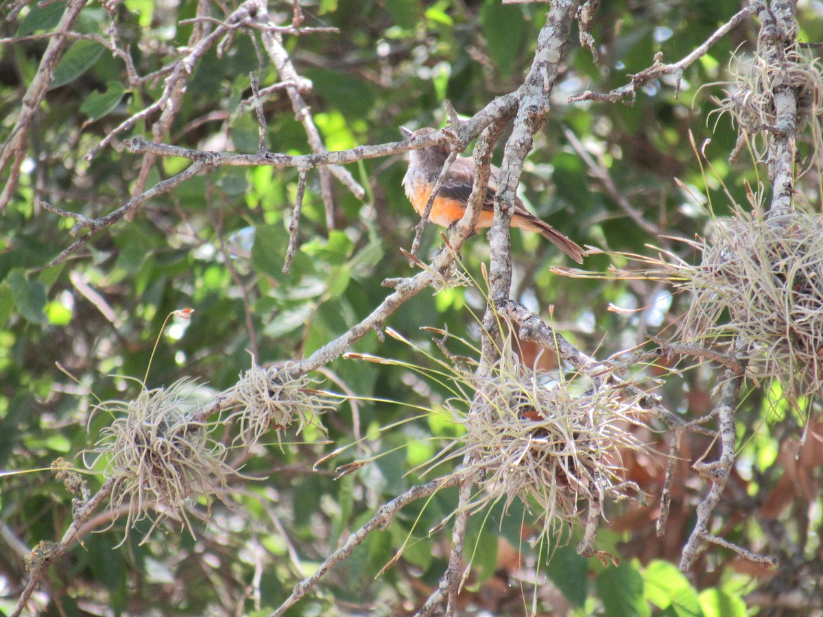 Vermilion Flycatcher - ML623218369