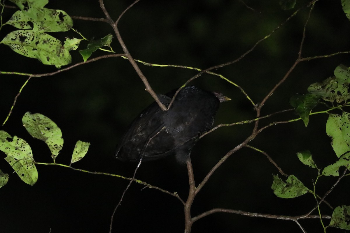 Dusky Megapode - ML623218383