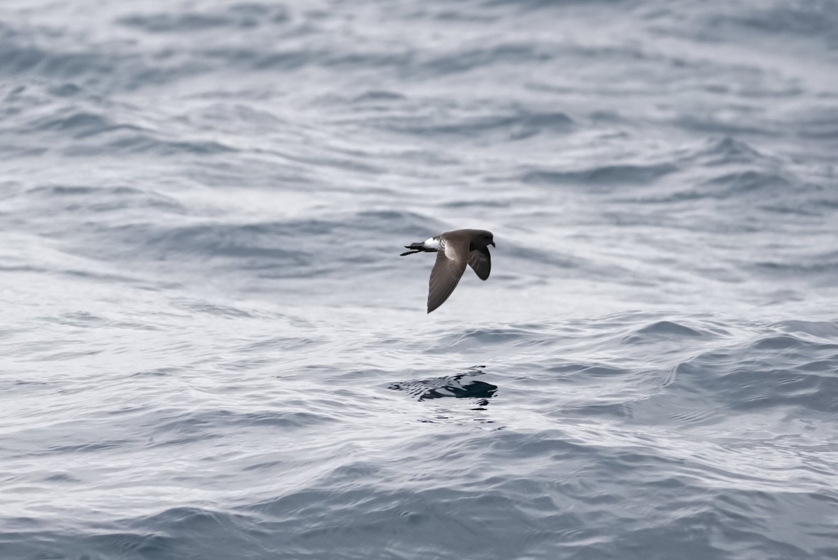 Pincoya Storm-Petrel - Pablo Jaque Bopp