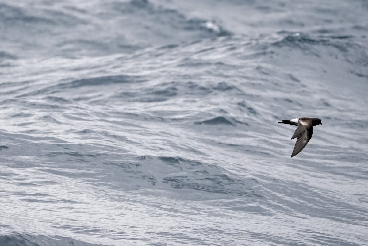 Pincoya Storm-Petrel - ML623218393