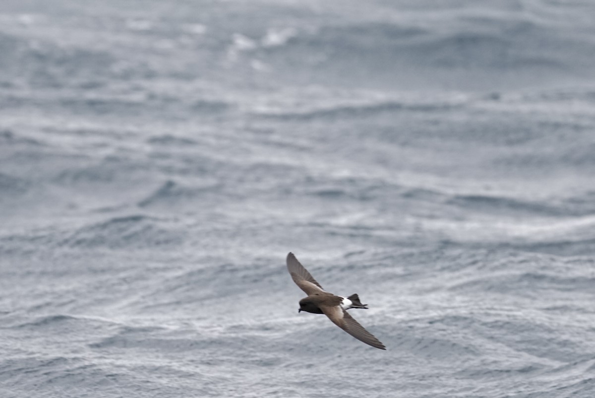 Pincoya Storm-Petrel - ML623218394