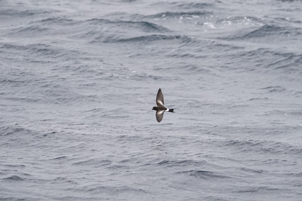 Pincoya Storm-Petrel - Pablo Jaque Bopp