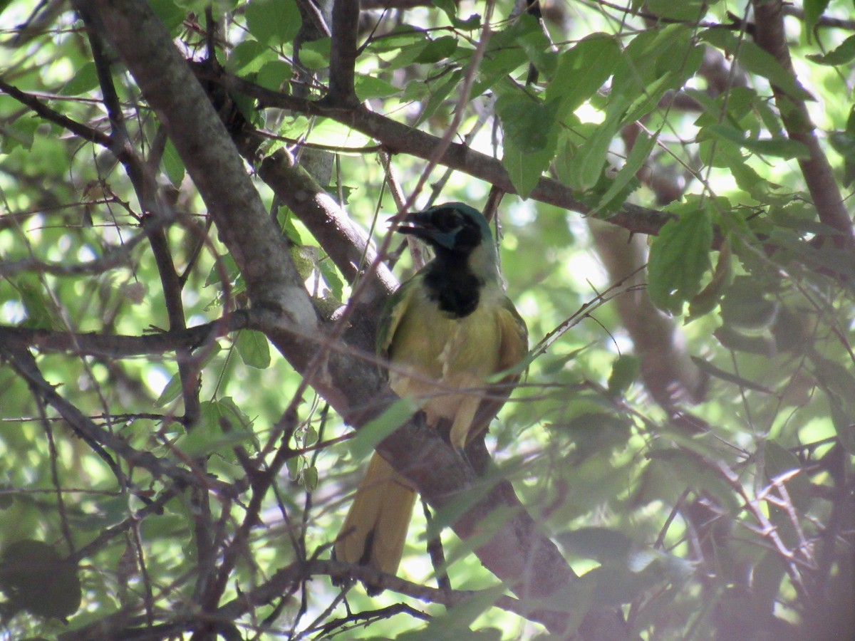 Green Jay - ML623218398