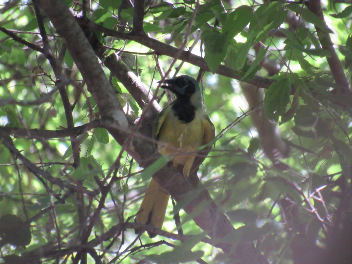 Green Jay - ML623218399