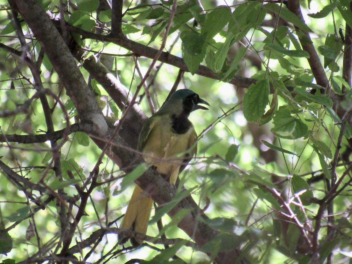 Green Jay - ML623218400