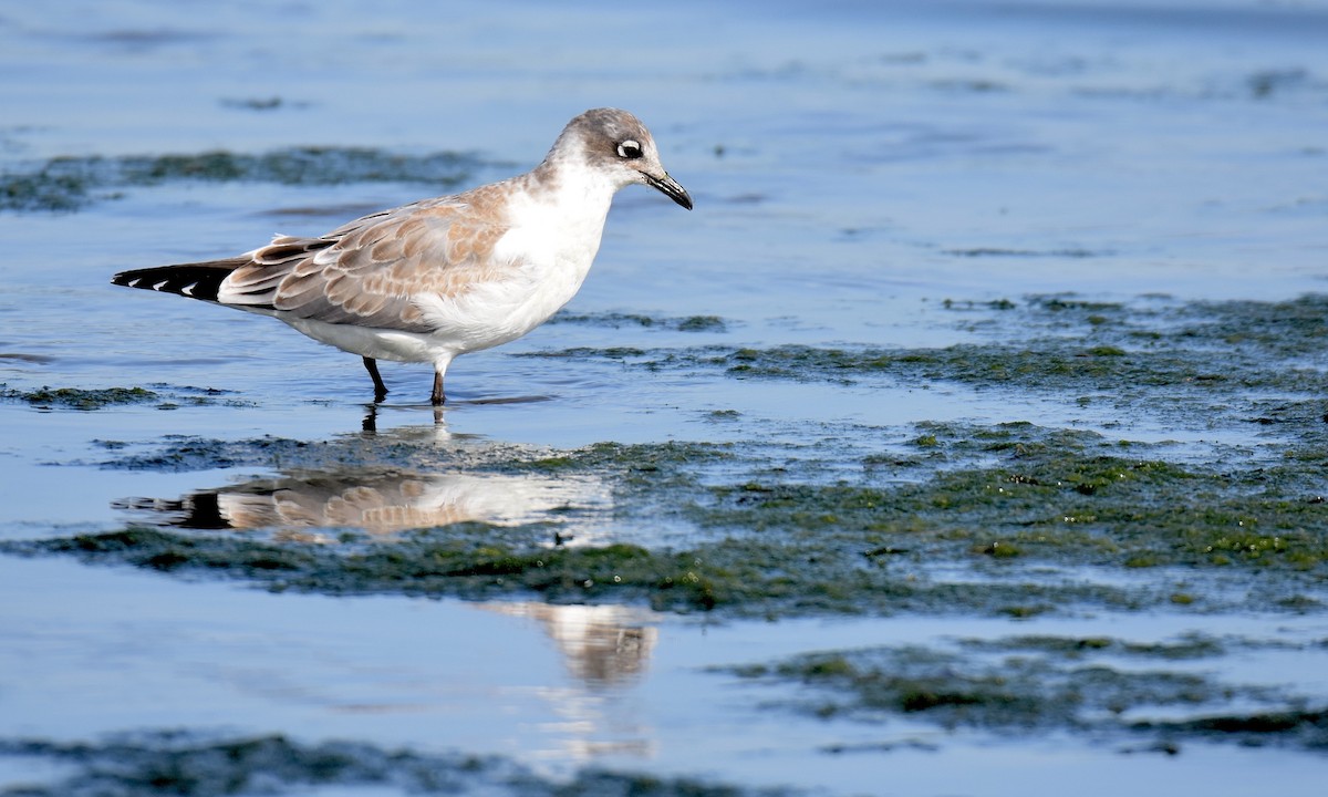 Franklin's Gull - ML623218471