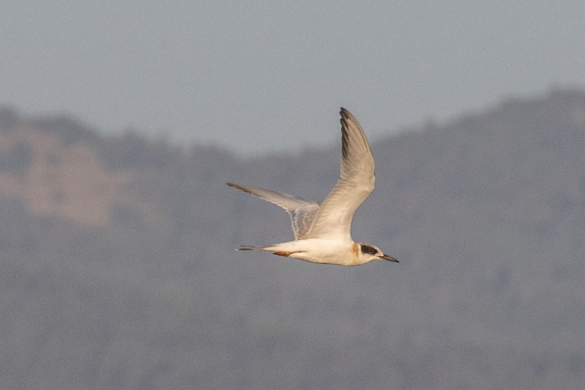 Forster's Tern - ML623218494