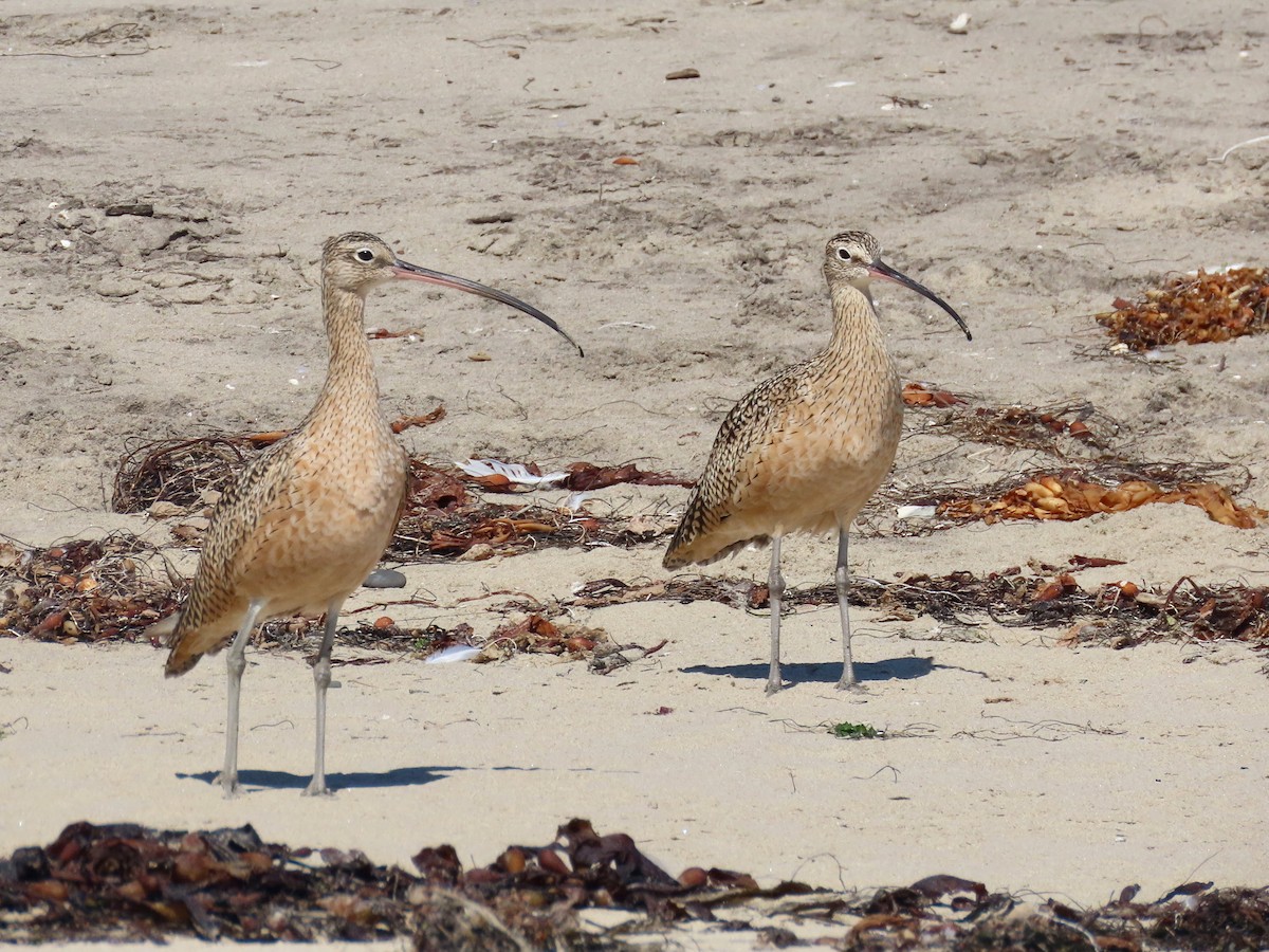 Long-billed Curlew - ML623218588