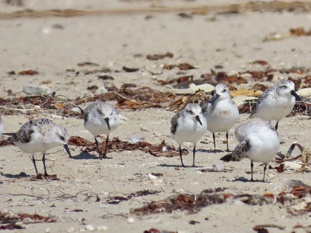 Sanderling - ML623218595