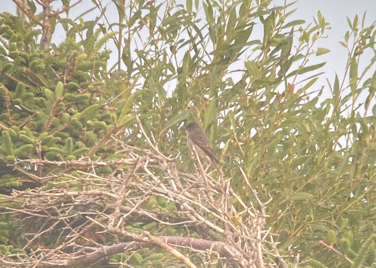 Olive-sided Flycatcher - ML623218598