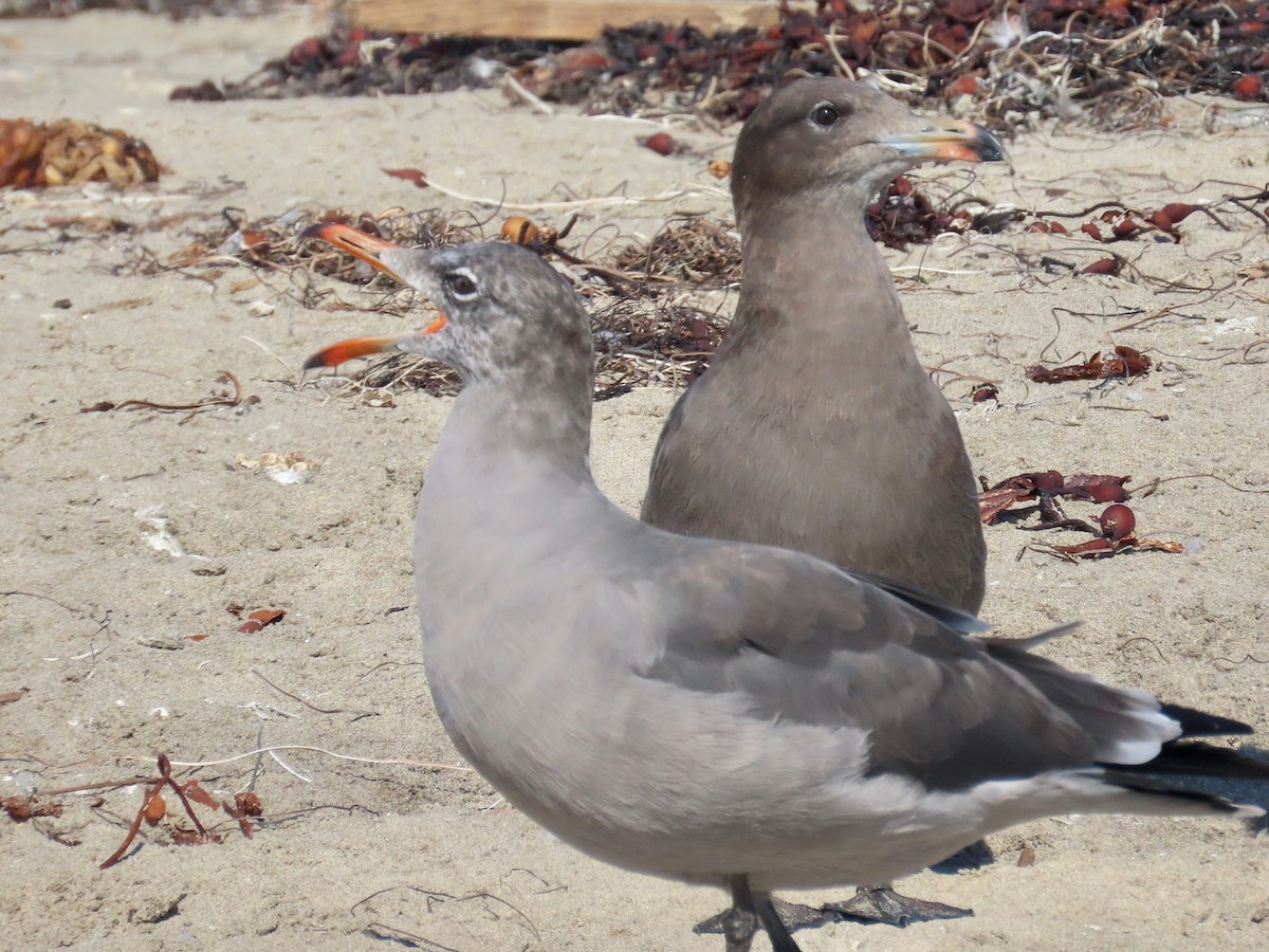 Heermann's Gull - ML623218601