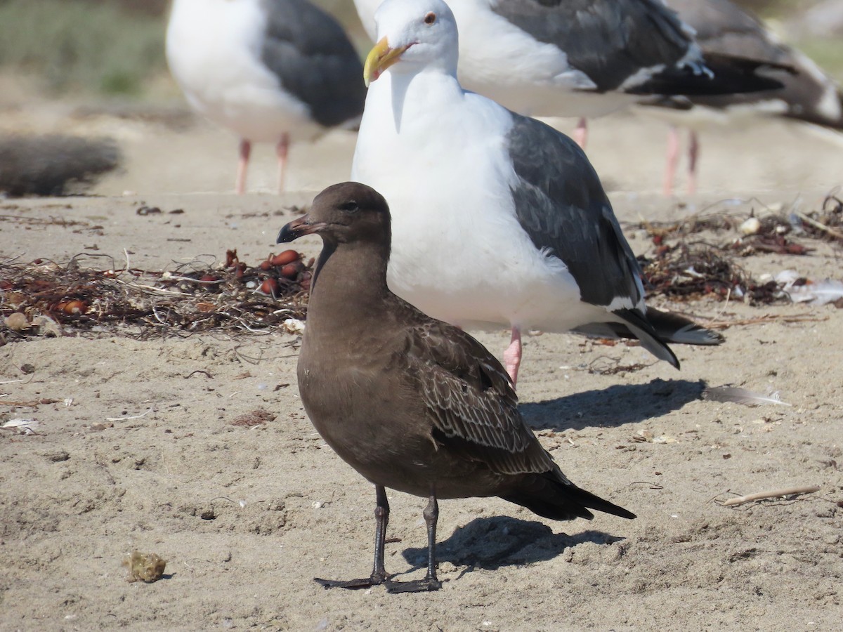 Heermann's Gull - ML623218602