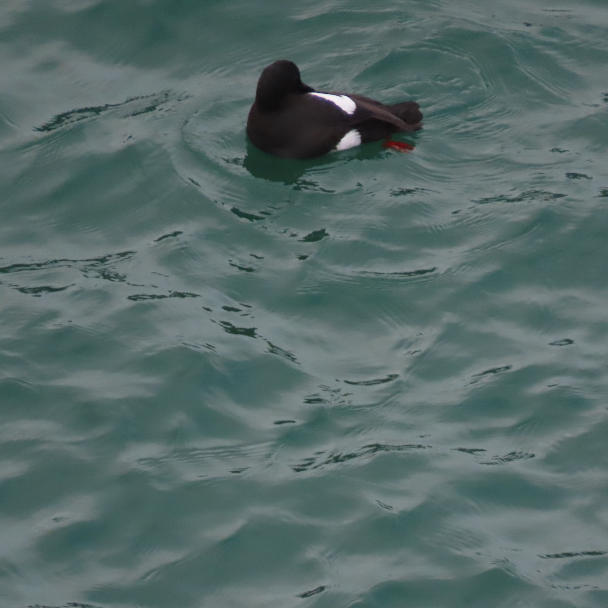 Pigeon Guillemot - ML623218617