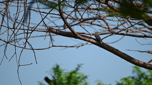 Indian Spotted Creeper - ML623218621