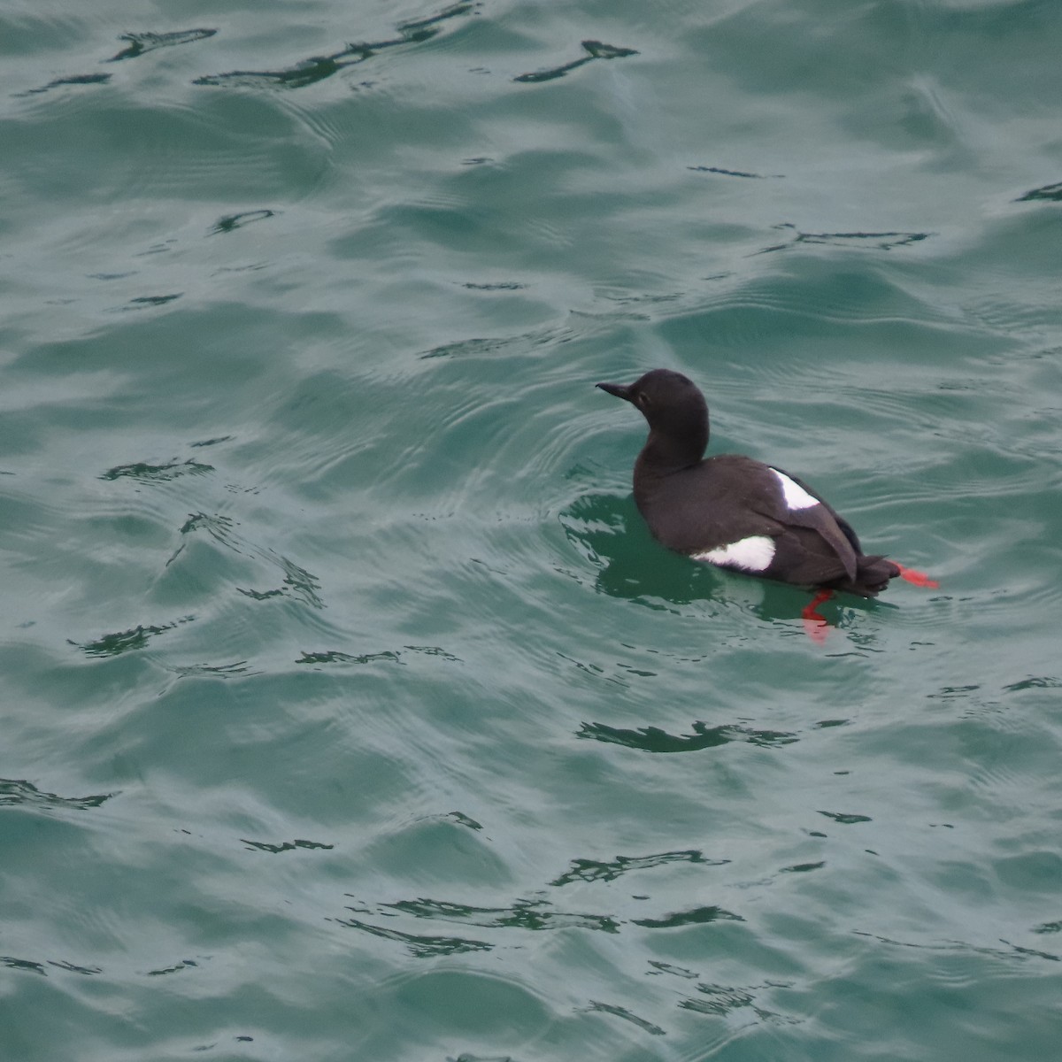 Pigeon Guillemot - ML623218622