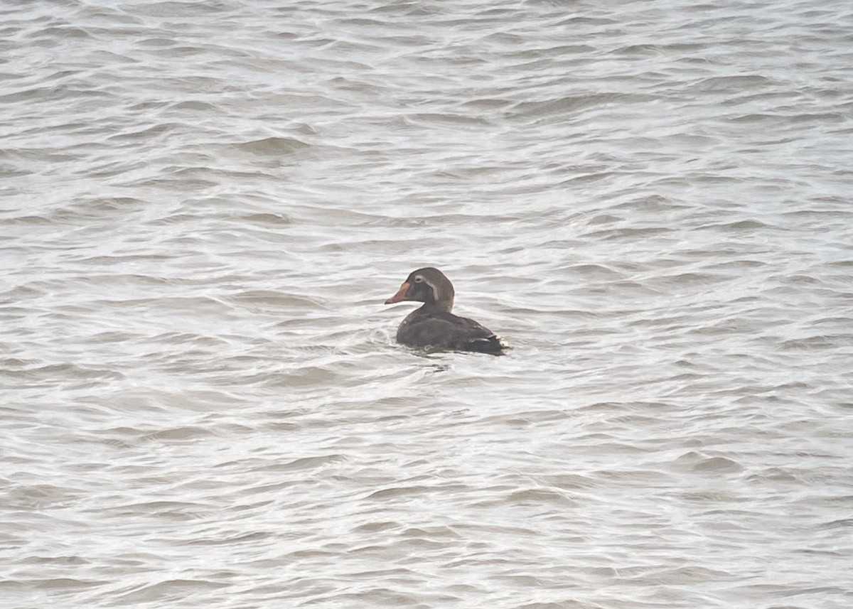 King Eider - ML623218623