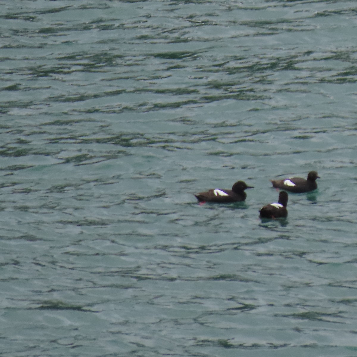 Pigeon Guillemot - ML623218625