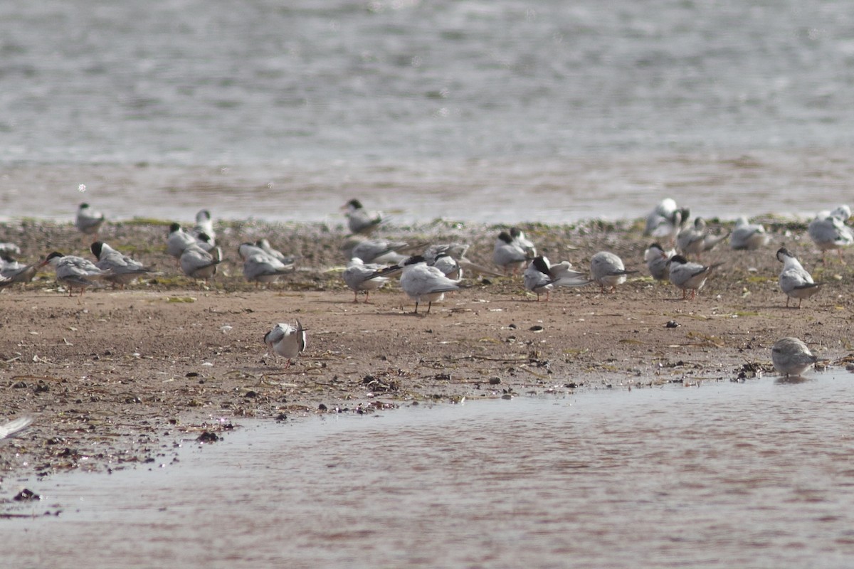 Sandwich Tern - ML623218720