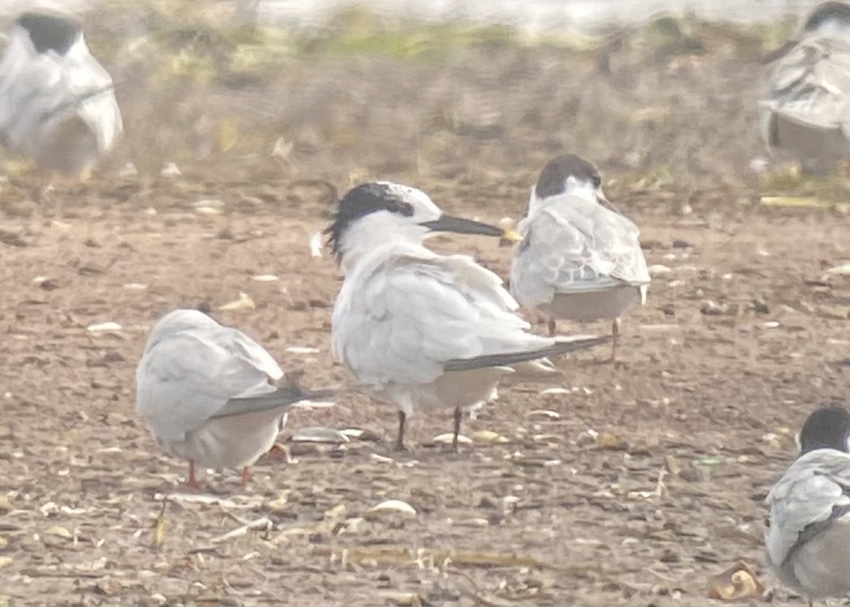 Sandwich Tern - ML623218735