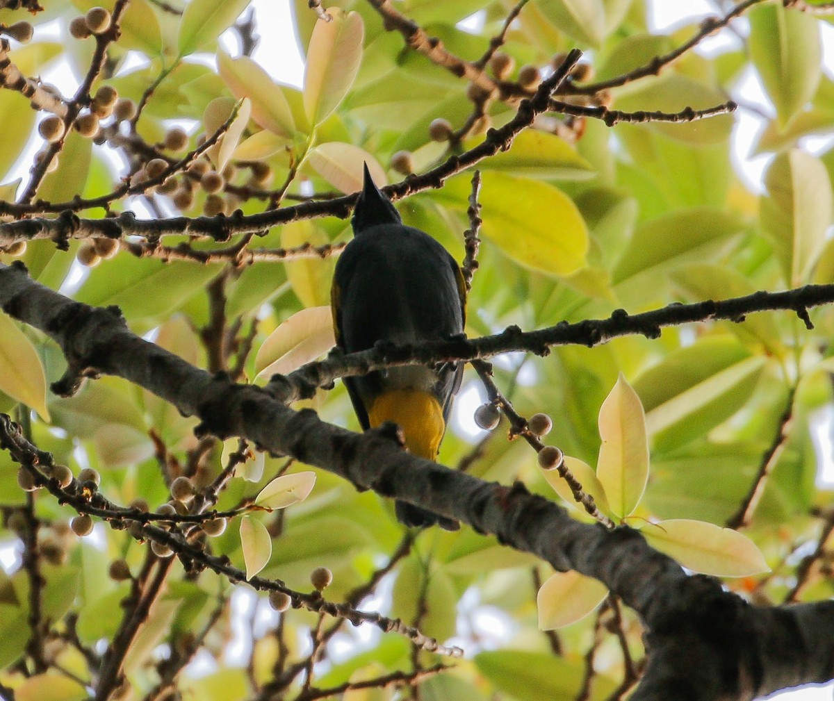 Gray-bellied Bulbul - ML623218766