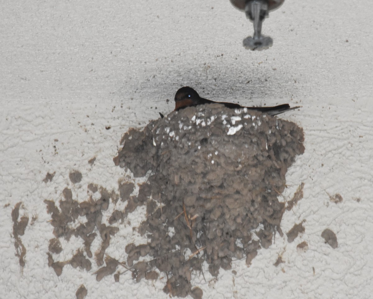 Barn Swallow - ML623218799