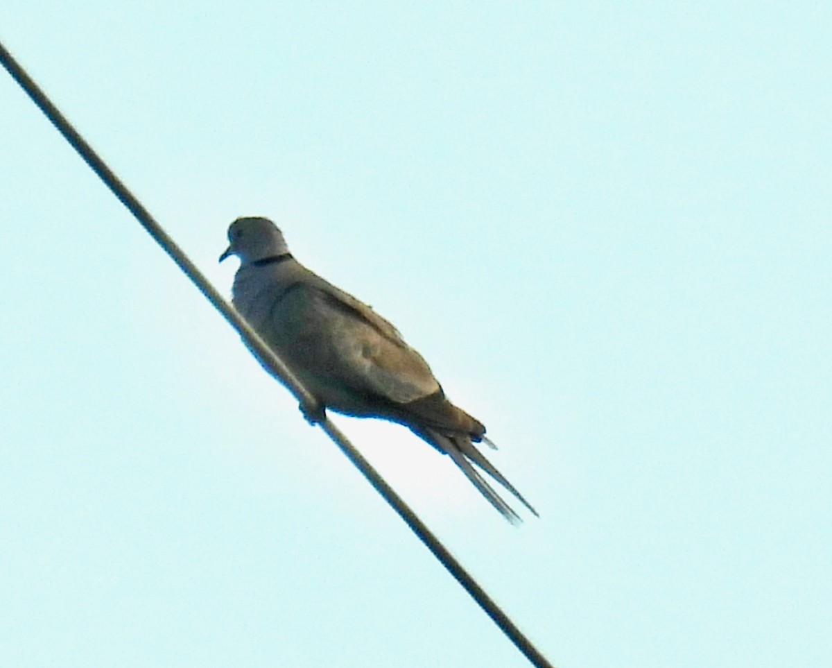 Eurasian Collared-Dove - ML623218800