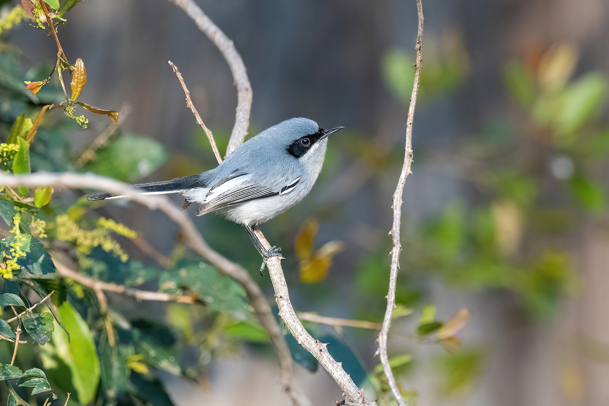 Masked Gnatcatcher - ML623218809