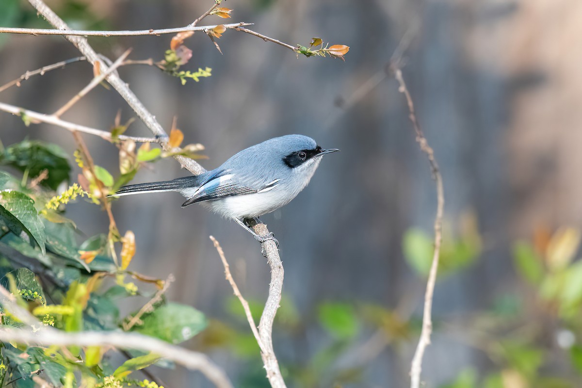 Masked Gnatcatcher - ML623218810