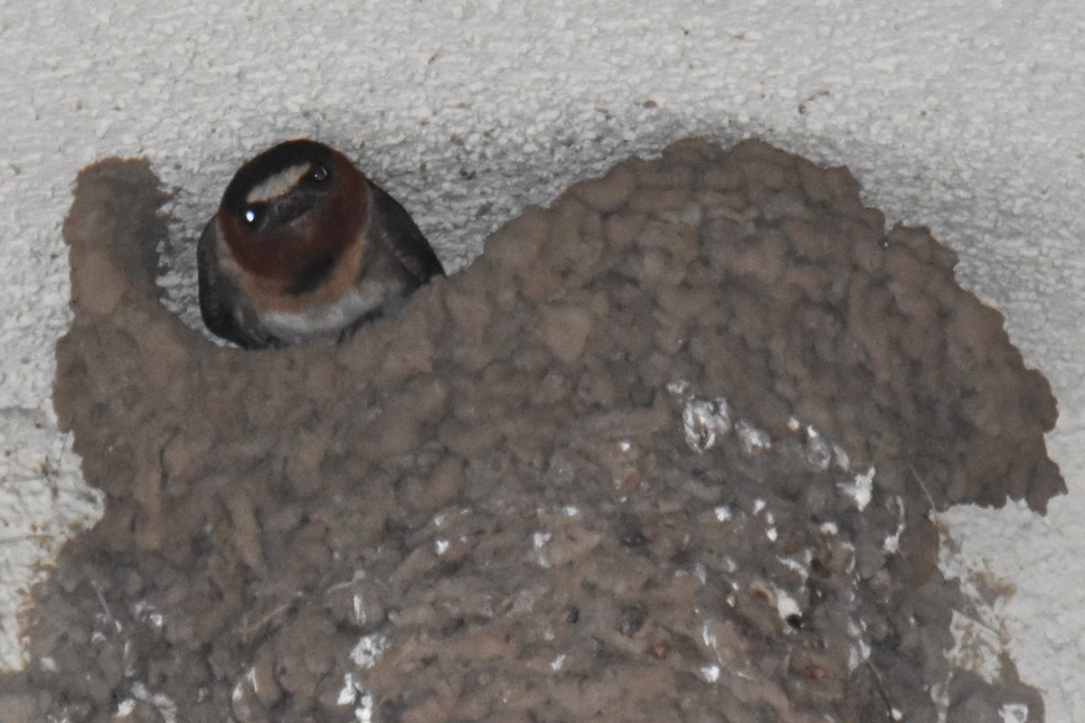 Cliff Swallow - ML623218815