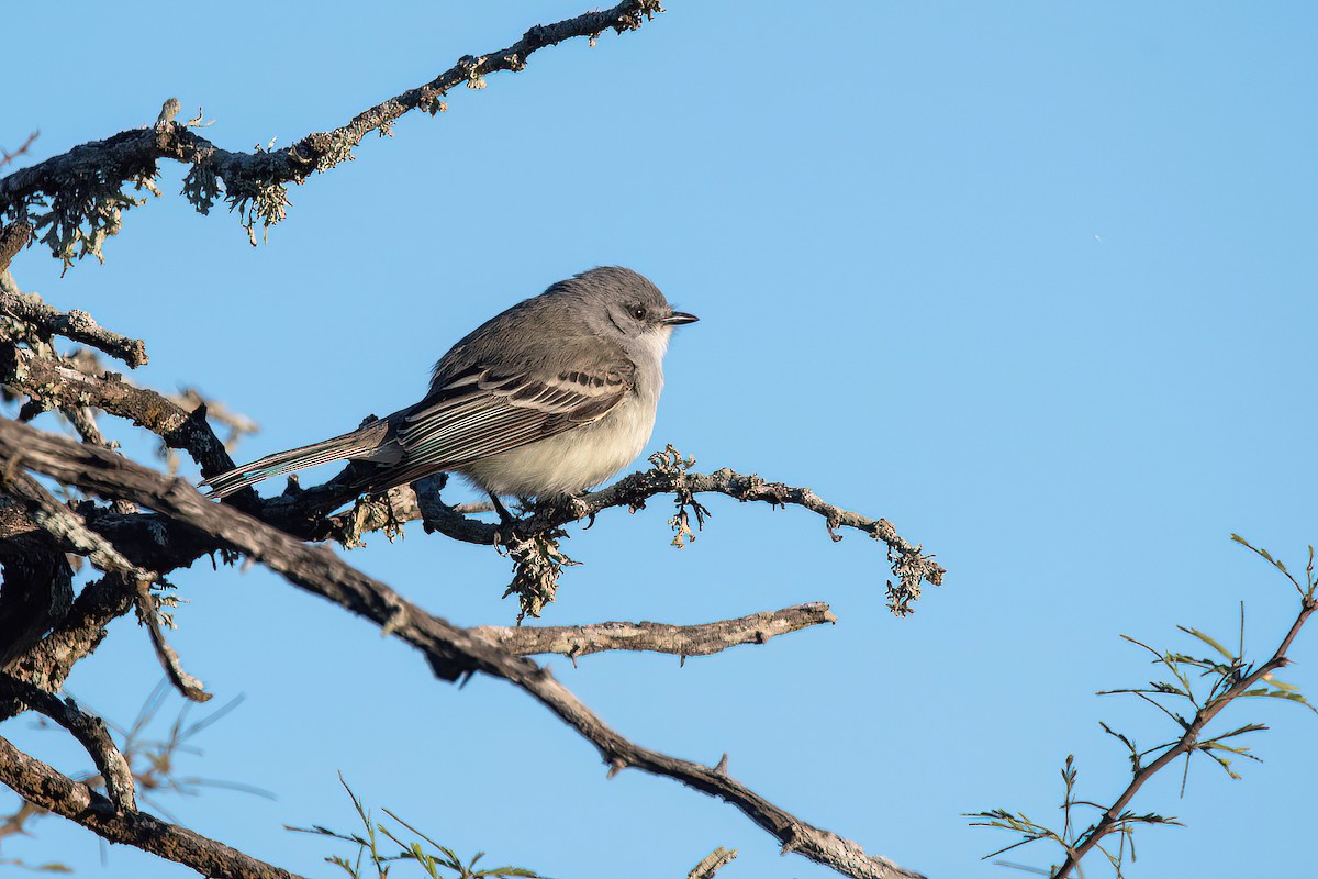 Suiriri Flycatcher - ML623218868