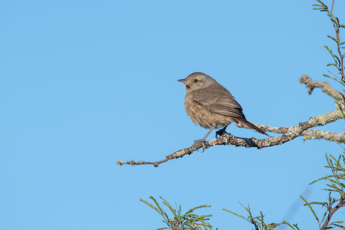 Short-billed Canastero - ML623218873