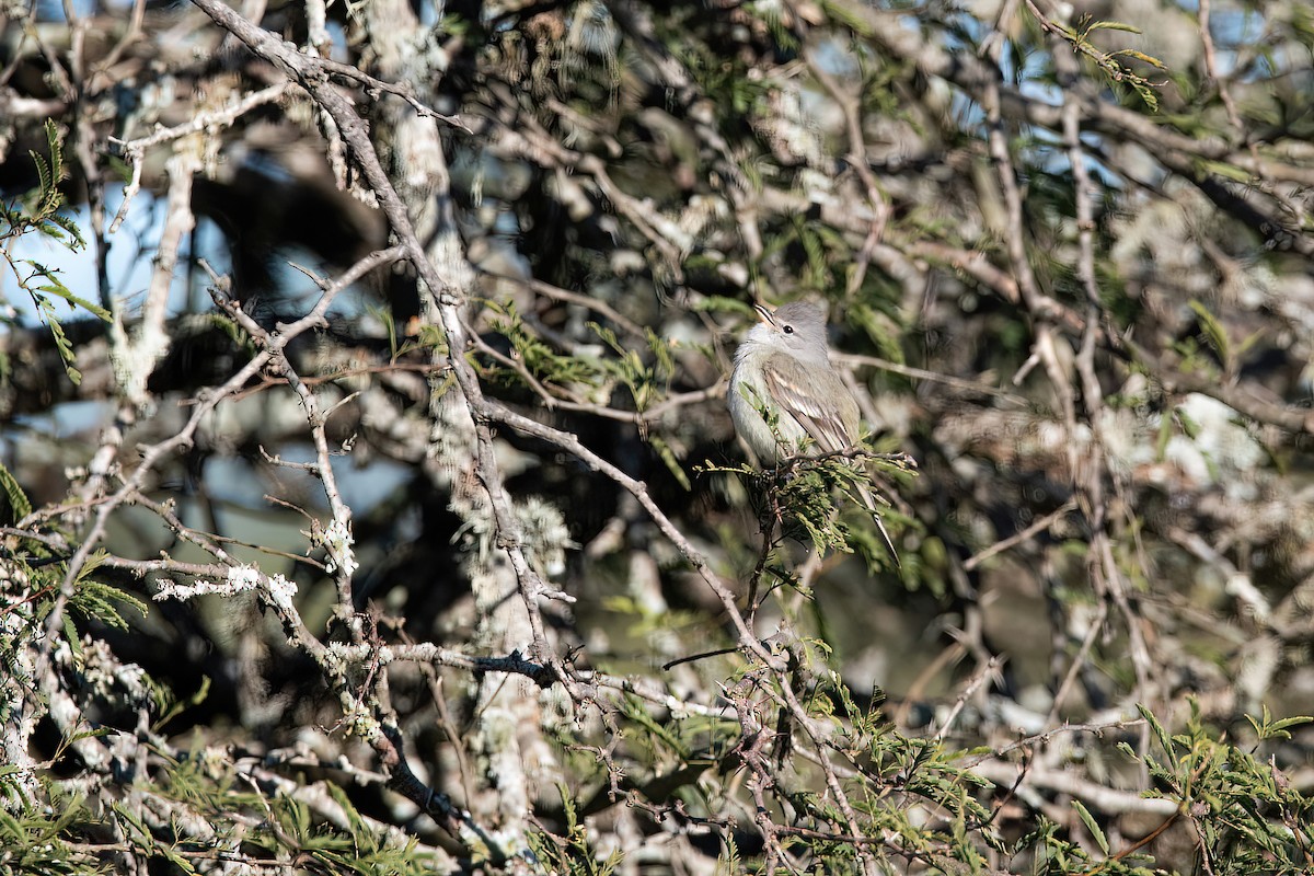 Southern Beardless-Tyrannulet - ML623218886