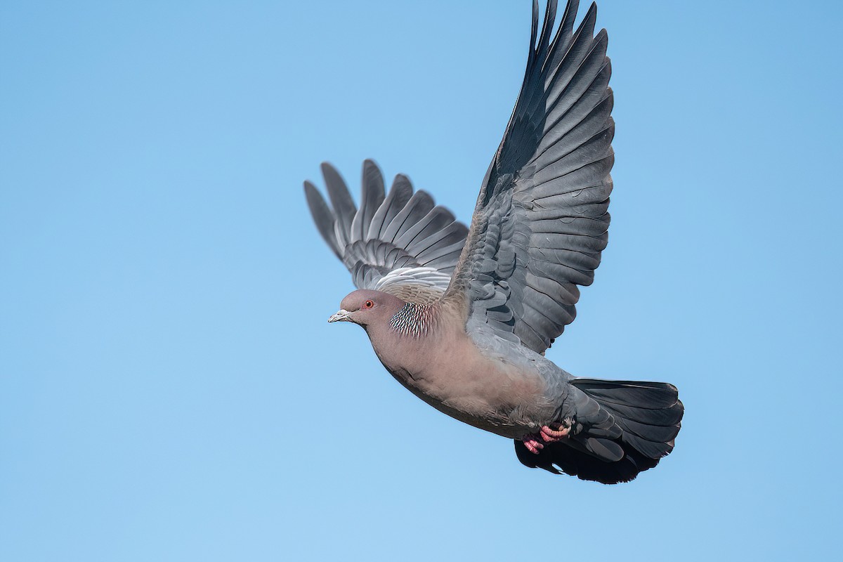 Picazuro Pigeon - Raphael Kurz -  Aves do Sul