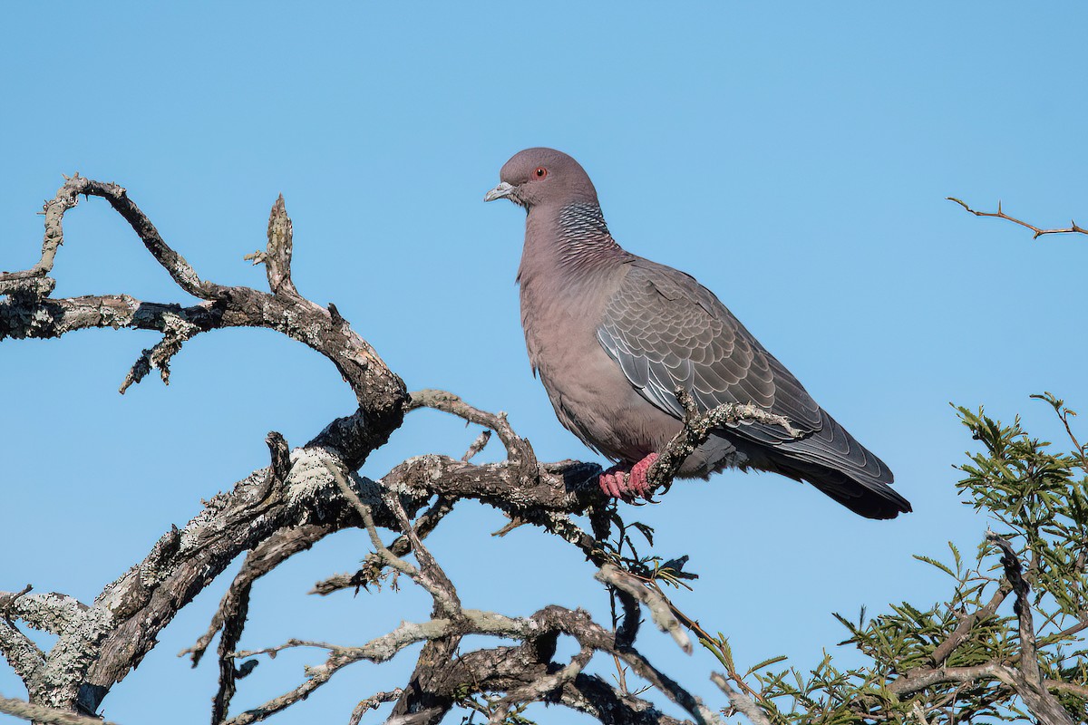 Picazuro Pigeon - ML623218897