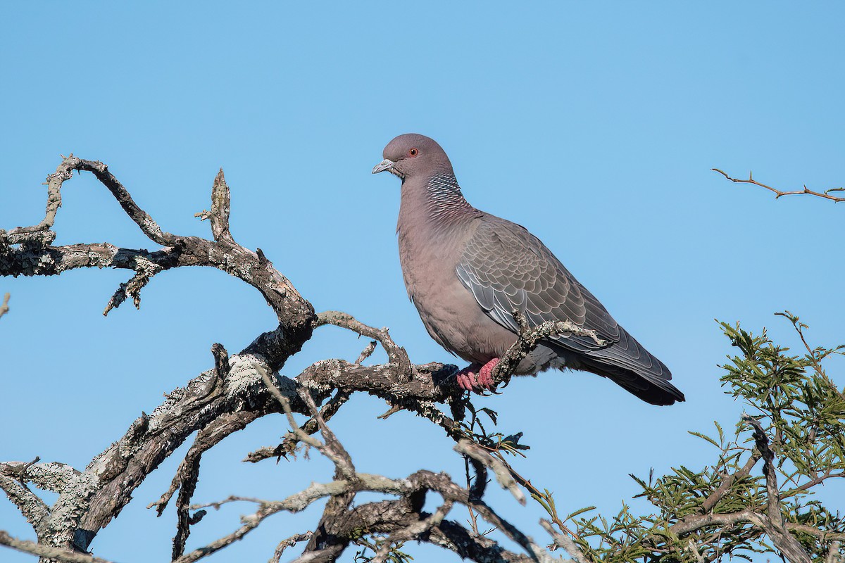 Picazuro Pigeon - ML623218898