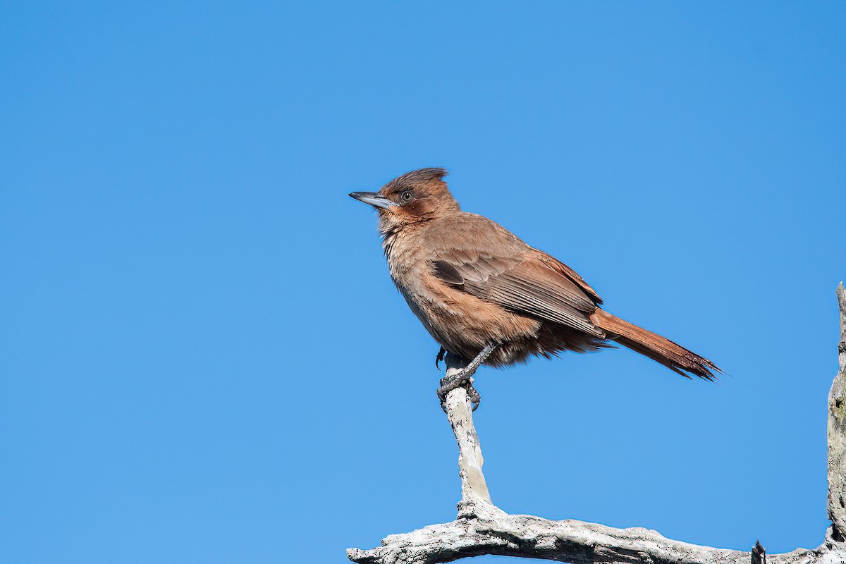 Brown Cacholote - ML623218899