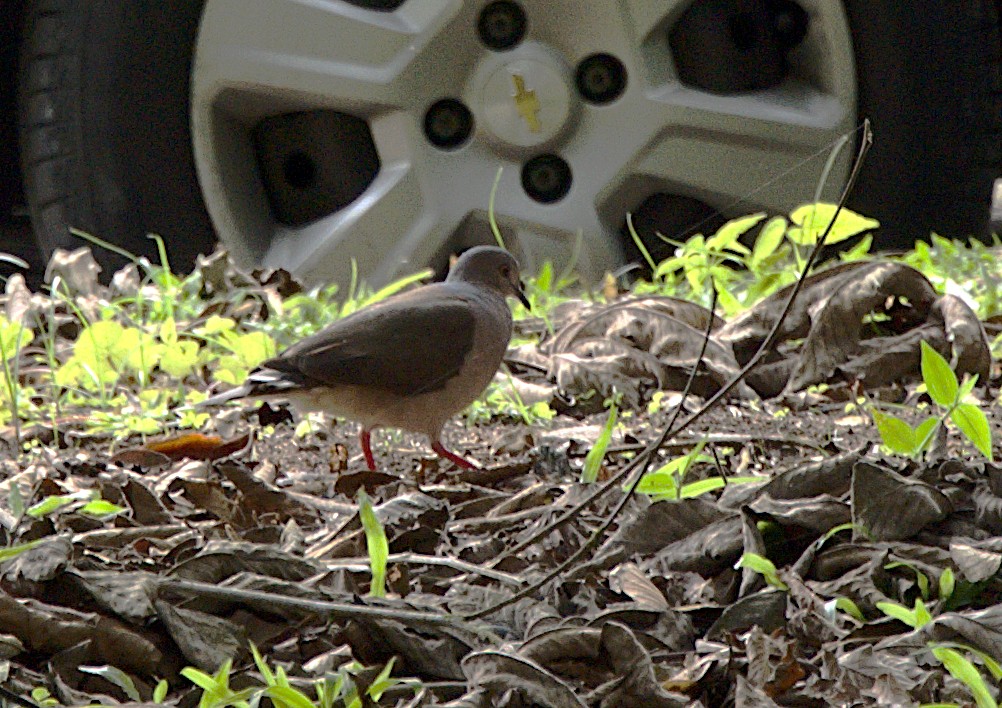 White-tipped Dove - ML623218912