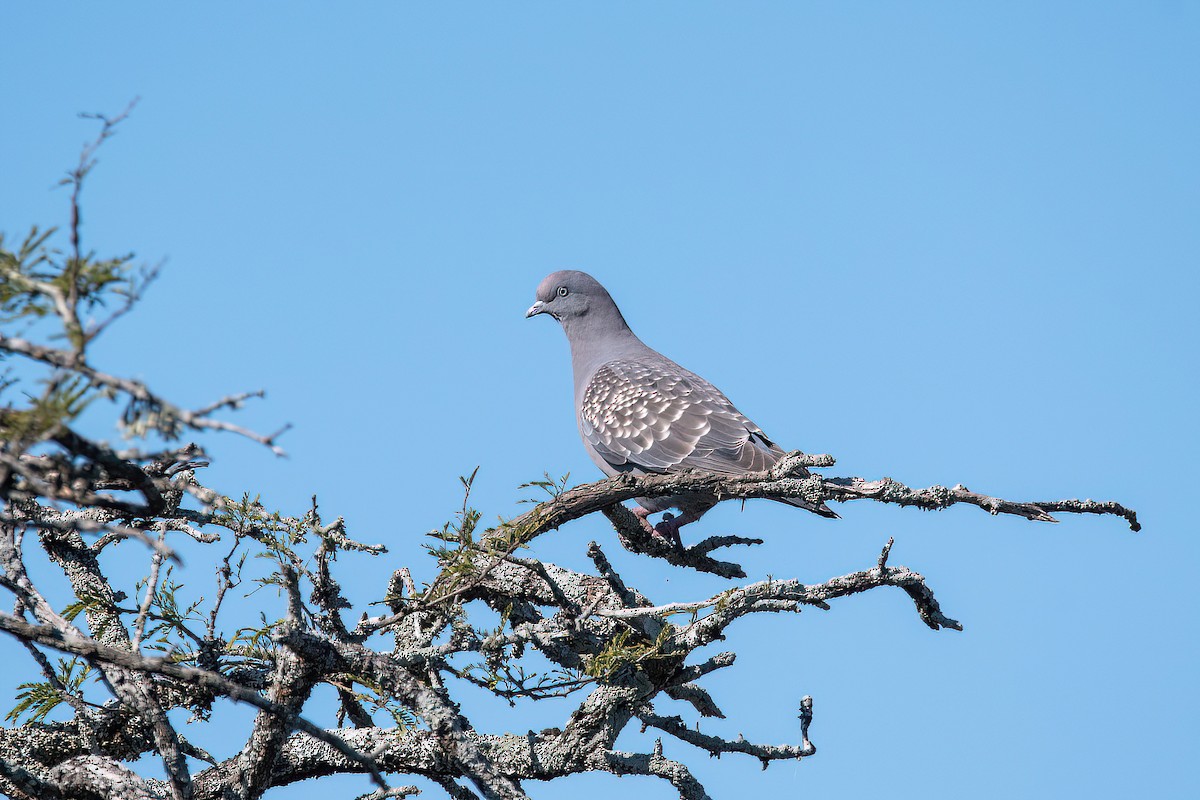 Spot-winged Pigeon - ML623218914